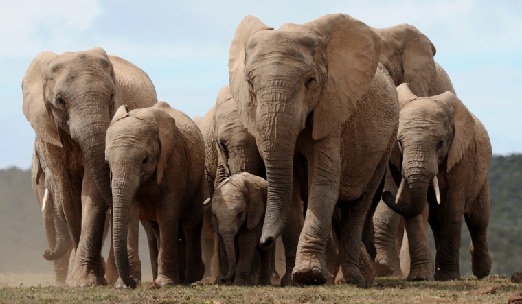 Botswana vs Germany 'Elephant war' explained: Why African country has threatened to export 20,000 tuskers to EU powerhouse? - Vimarsana News